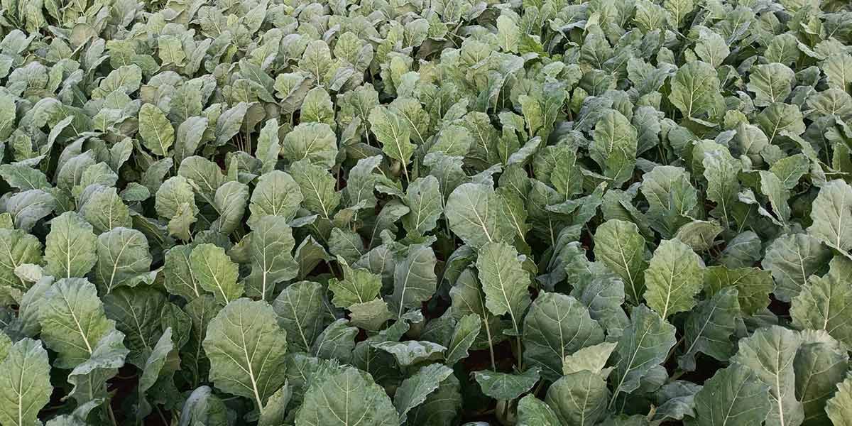 Cavolo rapa, ecco come Ivs Takii risponde alle esigenze dei produttori
